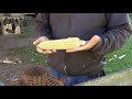 Planting Heirloom meal corn with Jang seeder