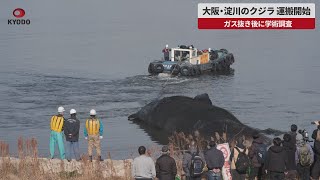 【速報】大阪・淀川のクジラ、運搬開始 ガス抜き後に学術調査