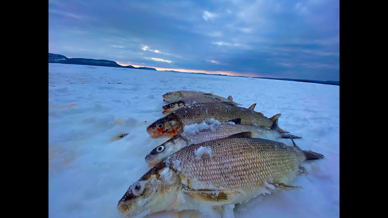 Season 4 Episode 6 Ice fishing for Lake Superior Whitefish YouTube