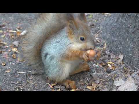 Видео: В гости заходил бельчонок / Little squirrel baby came to visit