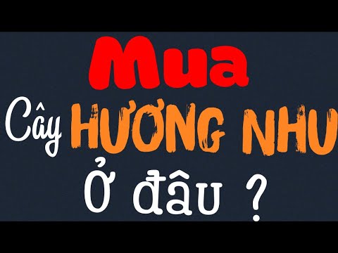 Video #8 | Mua cây Hương Nhu ở đâu? | Rau Xuất Khẩu | Vườn... - youtube