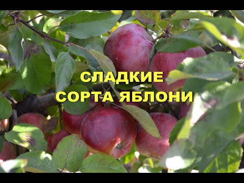 Сладкие сорта яблони