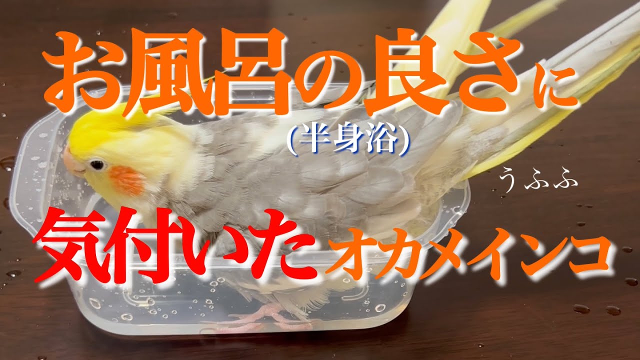 【『お風呂の良さ』に気づいたオカメインコ】 #オカメインコ #生後9ヶ月 #水嫌い卒業 