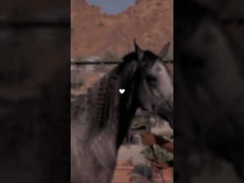 لقد لامست قلبي بطريقه جميلة جدا ستوريات انستا حالات واتس حب الخيل