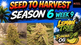 SEED TO HARVEST SZN 6 PART 2 | LEMON TREE BANANA OG: WEEK 9 (FLOWER)