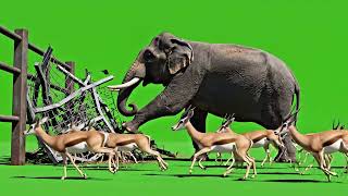 Zoo Escape Animal Stampede Green Screen All Wild Animals Running Out Of Zoo