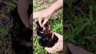 Ppenemu4n Kel4p4 Hit4m Lan9k4 Beri5i J1m4t Ek0r M4 C4n viralshorts shorts