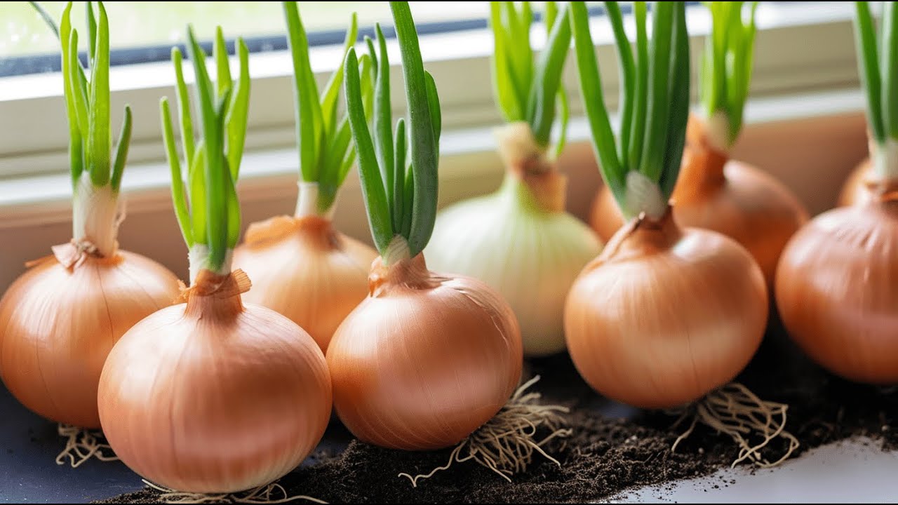 Can You Plant An Onion If It Begins To Sprout In Your Pantry? YouTube