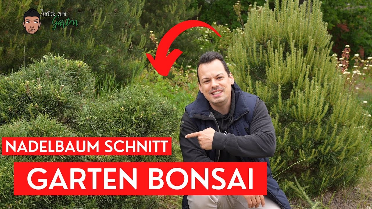 Garten Bonsai selber machen aus Nadelbumen