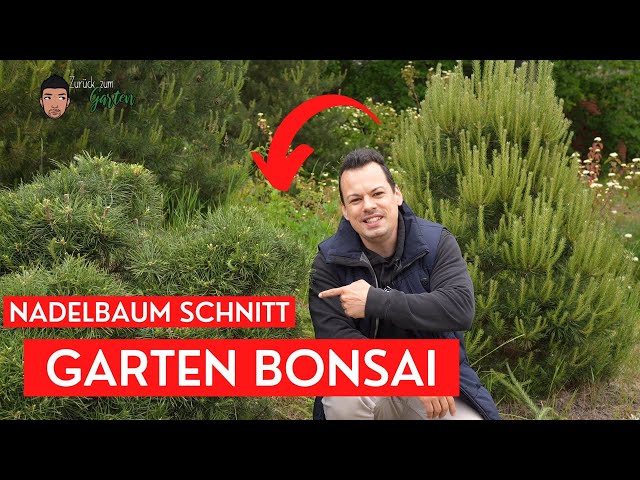 pinus parviflora negishi bonsai Pinus parviflora 'Negishi' – Floricoltura Lampugnani