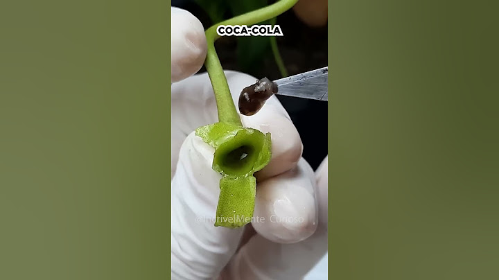 PLANTA CANÍVORA BEBENDO REFRIGERANTE