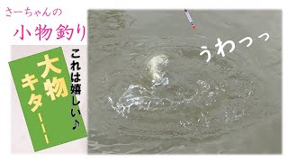 【小物釣り】寒い中粘った一匹！！尺超えの鮒get！！！　鮒釣り/ウキ釣り/micro fishing