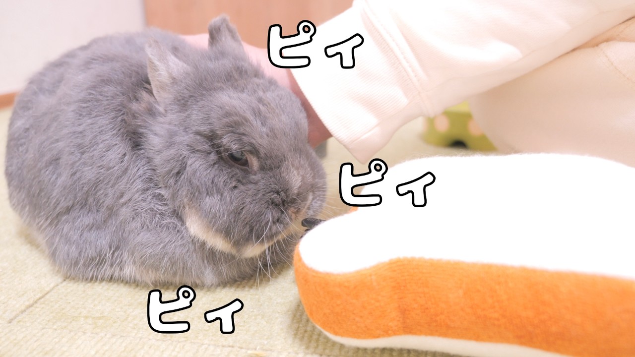 The Rabbit Was So Scared of the Thunderstorm She Kept Squeaking