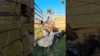 Celebrity I will sell Easter egger 👈 #rooster #shorts #ytshort #chickenshort #short #shortvideo Net Worth