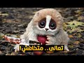 حيوانات لطيفة خالص بس ممكن تقتلك