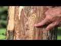 Emerald ash borer documentary eab