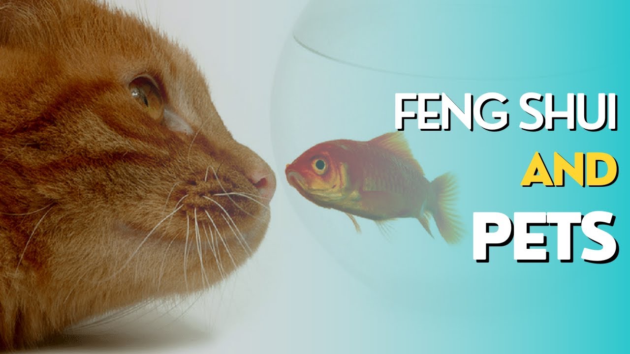 5 Feng Shui Tips for Pets YouTube