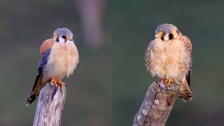 American Kestrel Sound