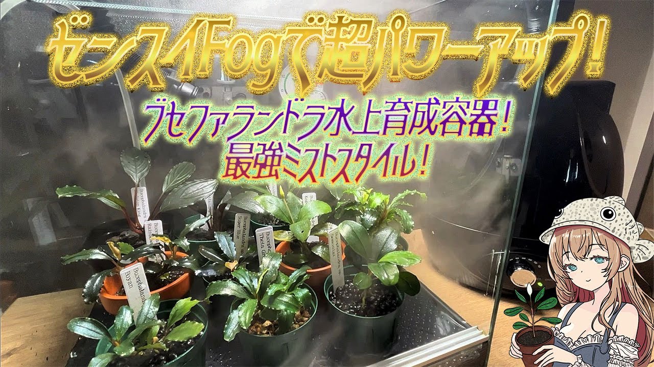 ブセファランドラ水上育成容器作成！ゼンスイFogで楽々湿度管理！ - た