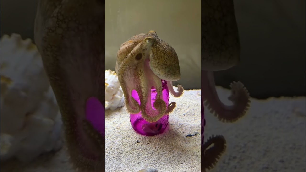 Enjoy this montage of the octopuses opening jars!￼