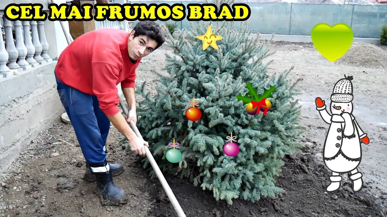 Ne Am Luat Cel Mai Frumos Brad De CrÄciun Youtube