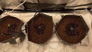 GROWING WITH SENIOR STONER