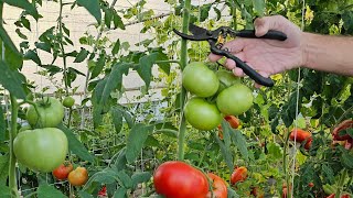 Why is it important to cut off the top of the tomato?? Do the decapitation on time