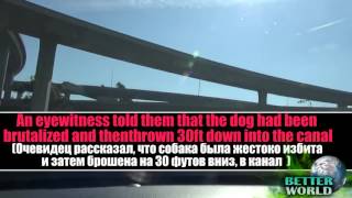 Собаку сбросили с моста очень грустное видео до слёз!😢 Собаку сбросили с моста очень грустное видео до слёз!😢
