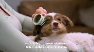Pet Teezer | How to use the Puppy Brush for an intro to grooming, or on a pooch with sensitive skin