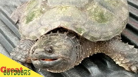 Snapping Turtle, Formidible Predator Facts