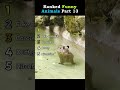 Ranked funny animals part 13