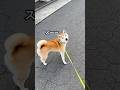 【スーー】で大絶叫するスタバ大好き柴犬くりぼう・・🐕 #柴犬