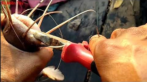 Câu Cá Ngát Tiếp Tục lên Hàng Khủng / Tú Miền Tây