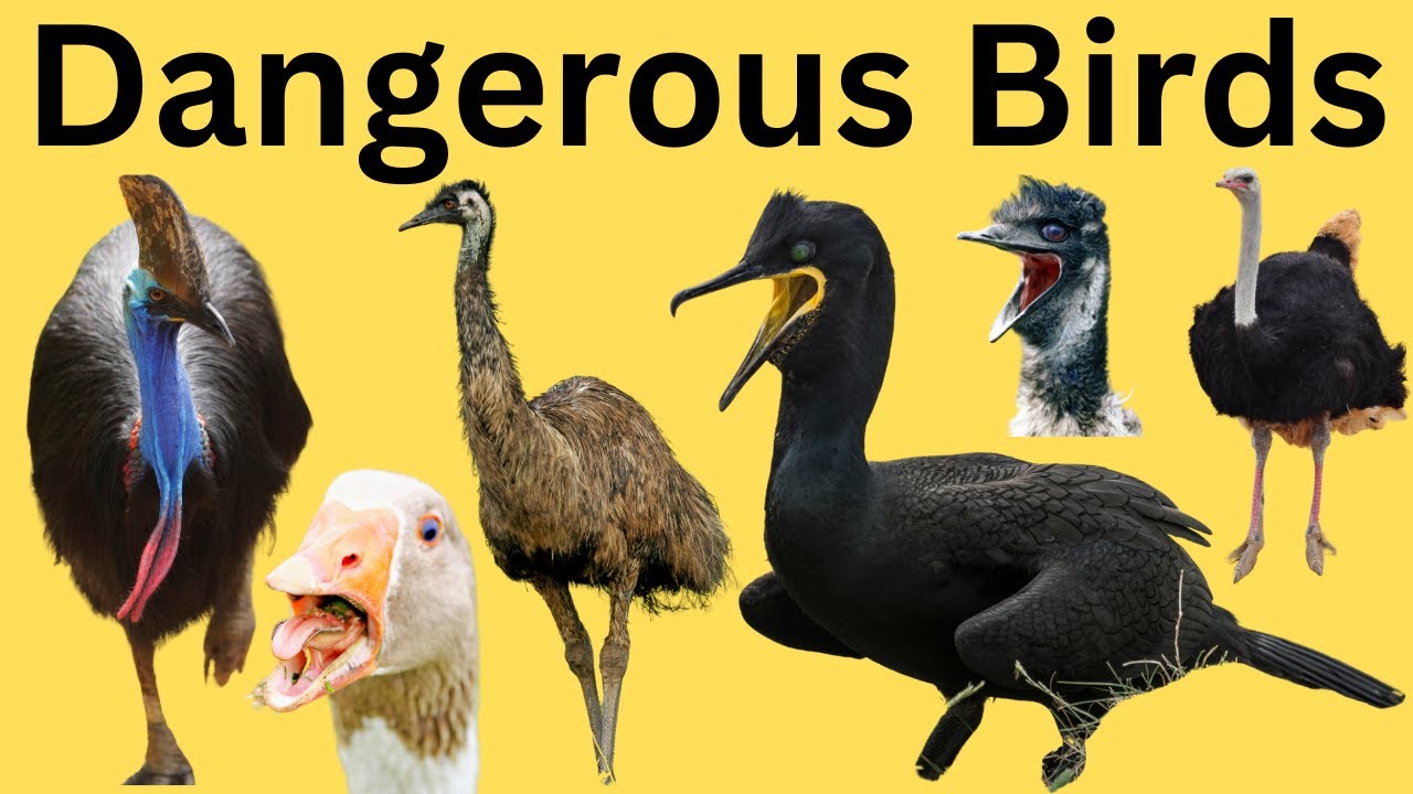 【LP】The Birds/These Birds Are Dangerous The Birds – These Birds Are Dangerous | Releases | Discogs
