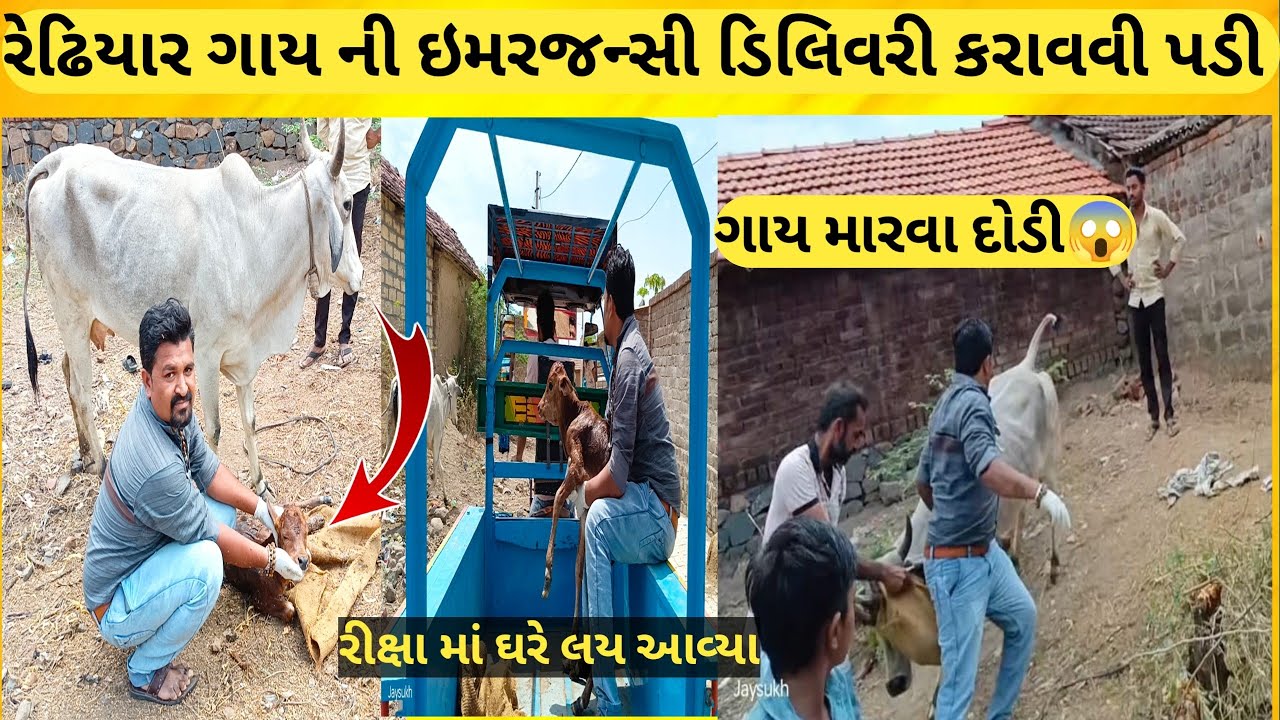 ||ગાય ની ડિલિવરી કરાવી||