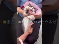 大嫌いな爪切り！前手は本気のがおー！パンチ！リュックに入っても怒り収まらず……【ハチワレ猫のちゅうた】#shorts