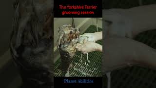 The Yorkshire Terrier Grooming Session