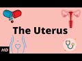 The uterus location anatomy and function