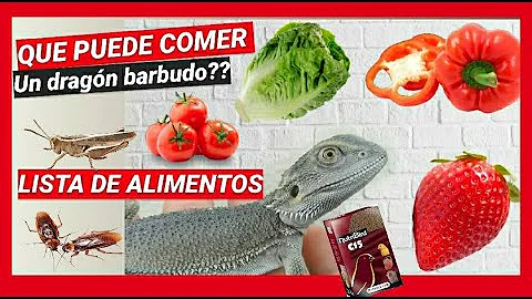 ¿Cuántas veces hay que alimentar a un dragón barbudo pequeño?