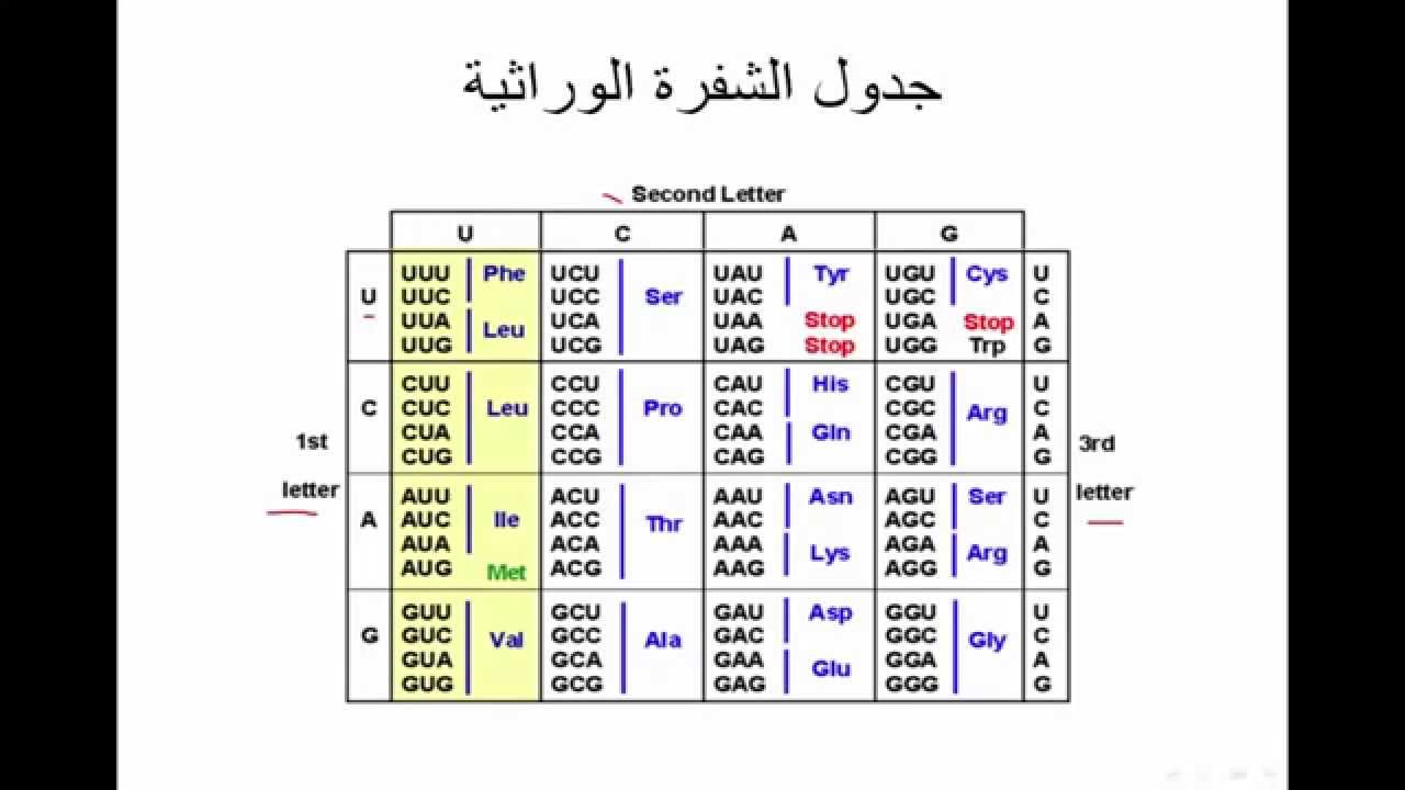 الدرس 15: الترجمة (جدول الشفرة الوراثية)
