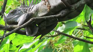 its great size that of this enormous male green iguana