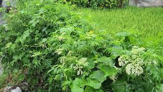Rainy Day Wonders: Exploring Seasonal Natural Rainfall