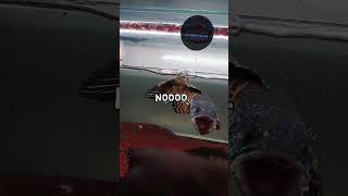 Mangap Mangap Ngab シ