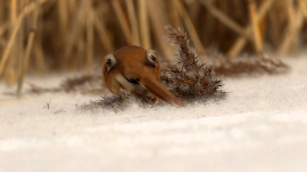 Baardman - Panurus biarmicus - Bearded Tit