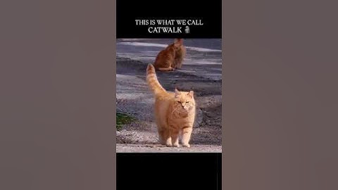 This is What we call CATWALK ☠️