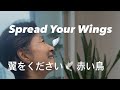 &ldquo;어른이 되어도, 마음속의 날개는 사라지지 않습니다.&rdquo;🪽🌿 翼をください(Wings to Fly) 🕊️ 赤い鳥(Akai tori) 1971 Japanese folk song