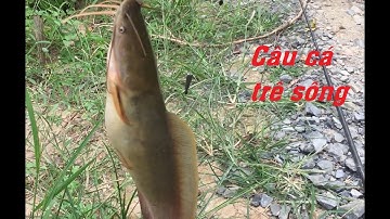 Câu cá rô đồng, cá trê sông kênh lục bình, cá đang ăn thì mưa đến làm bể kế hoạch | Duy Lợi Vlog