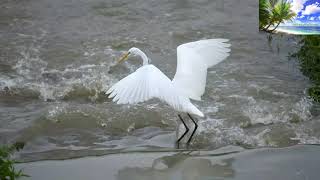 Stork bird with long legs and neck waiting to catch fish LongLegBird