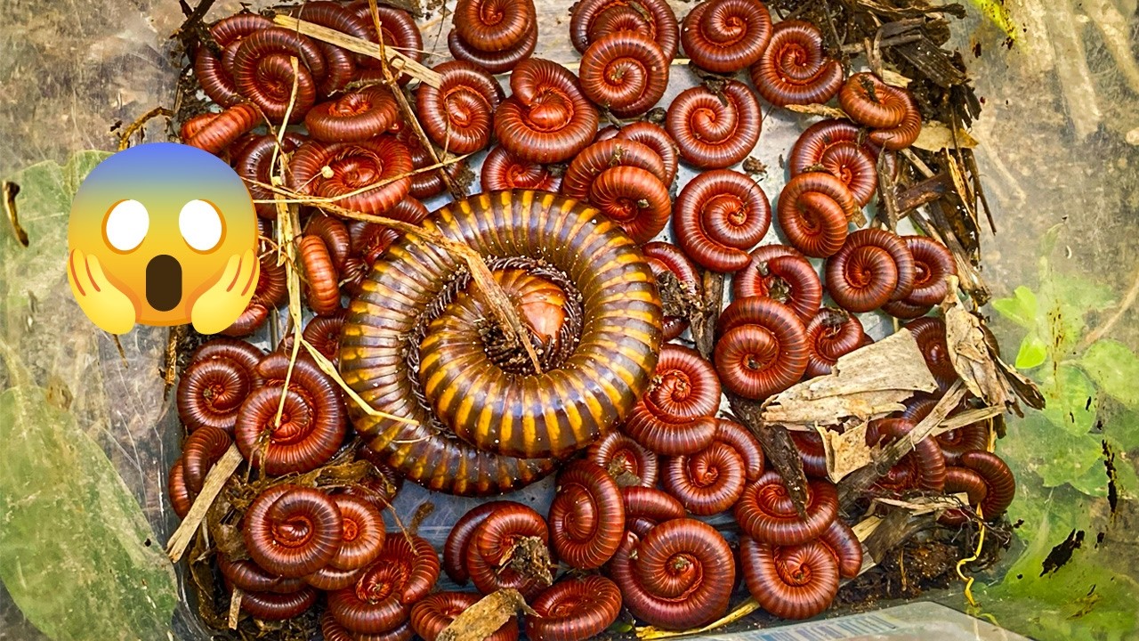 Unbelievable Discovery Many of Millipedes Hiding Beneath the Straw and Leaves