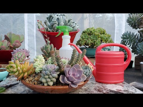 Video: Echeveria 'Hielo ártico': aprenda sobre el hielo ártico Cuidado de Echeveria